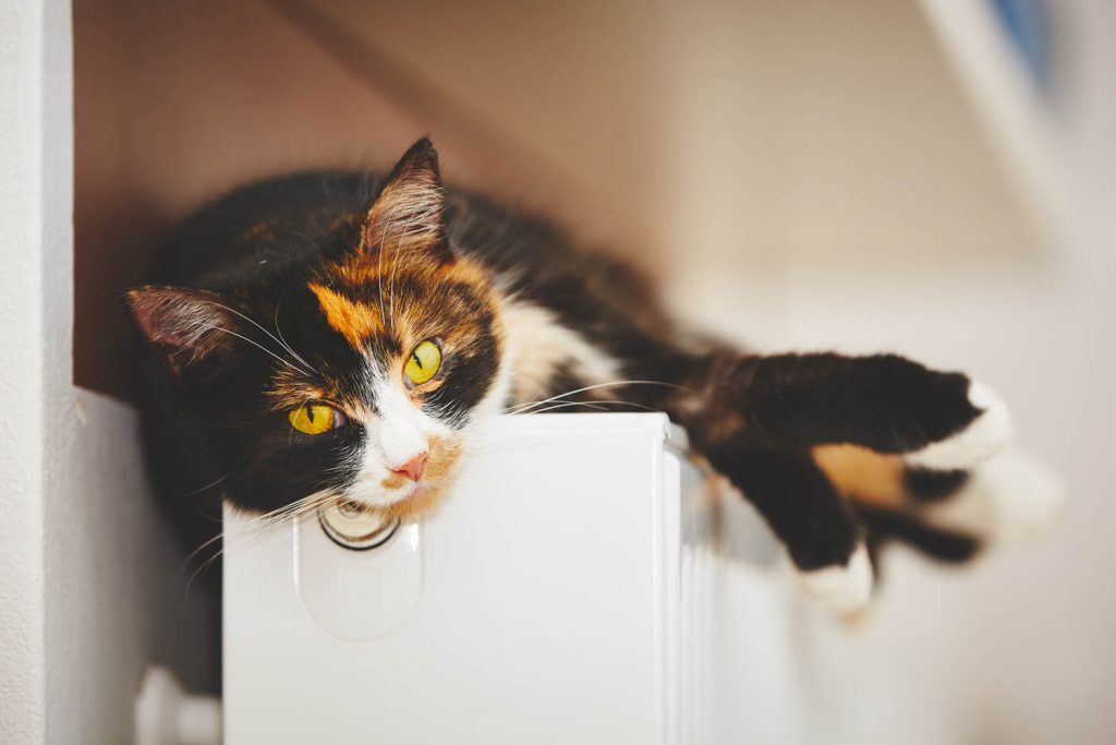 Cat laying on radiator